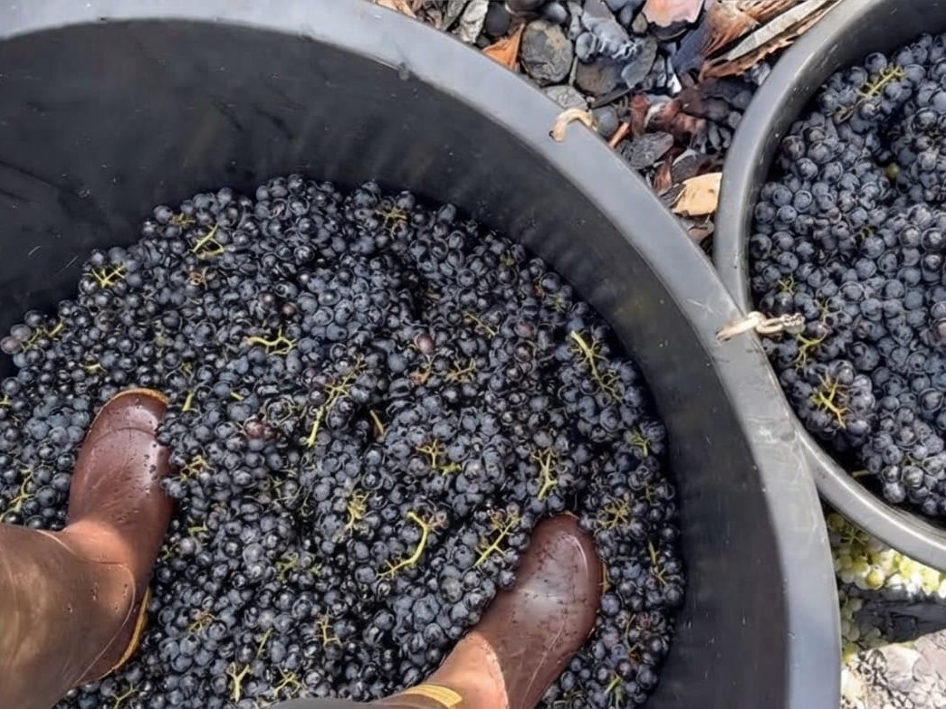 vendemmia