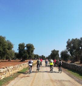 In bici tra gli olivi millenari Ostuni