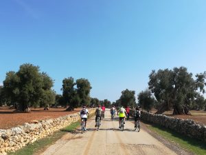 In bici tra gli olivi millenari Ostuni