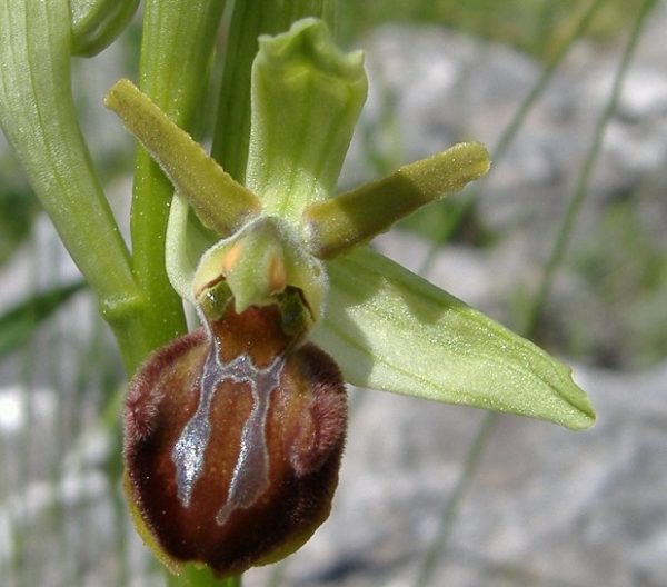 orchidea selvatica Puglia
