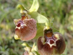 Ophrys parvimaculata_coop_Serapia