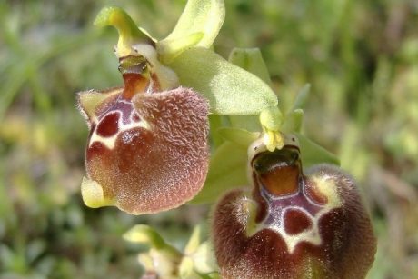 Ophrys parvimaculata_coop_Serapia
