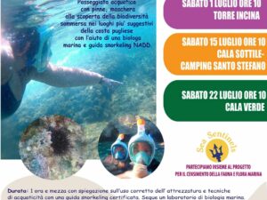 snorkeling in tour serapia