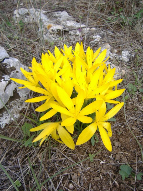 zafferanastro giallo in Valle d'Itria