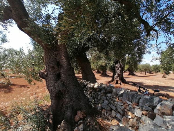 oliveto parco dune costiere