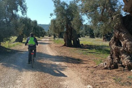 Ciclotrekking tra i verdi patriarchi di Puglia Monopoli
