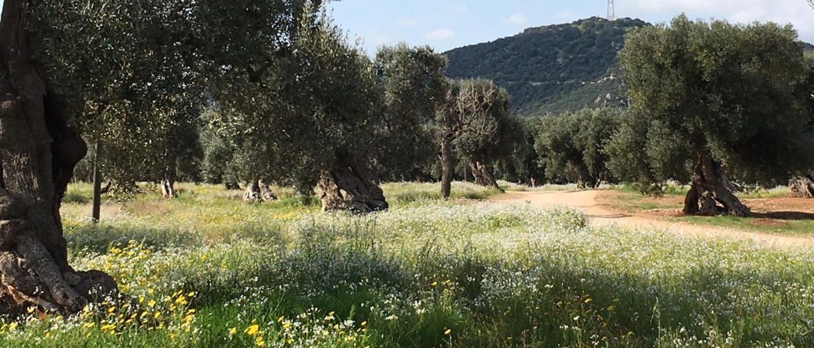 Ulivi monumentali di Masseria Conchia