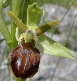 orchidea selvatica della Murgia