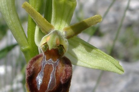 orchidea selvatica della Murgia