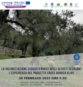 La valorizzazione ecosostenibile degli oliveti secolari: l’esperienza del progetto Cross Border Olive
