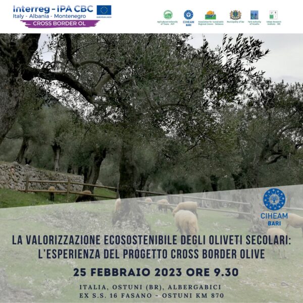 La valorizzazione ecosostenibile degli oliveti secolari: l’esperienza del progetto Cross Border Olive