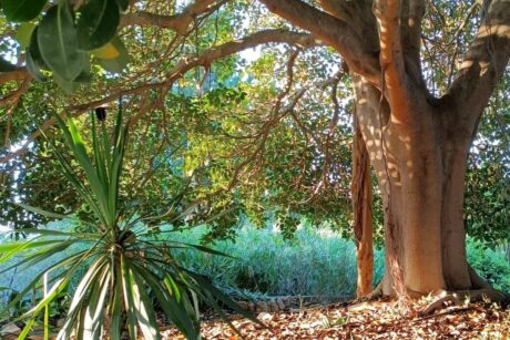 Lama degli ulivi tramonto