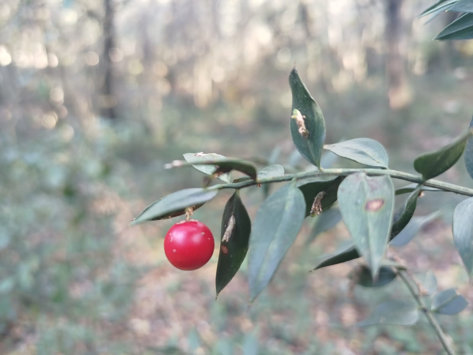 Bosco delle Pianelle - dicembre 2025 (1)